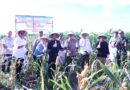 Panen Jagung serentak Kuartal II, Bupati Seruyan Dukung Program Ketahanan Pangan Panen Jagung serentak Kuartal II, Bupati Seruyan Dukung Program Ketahanan Pangan