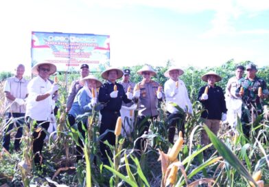 Panen Jagung serentak Kuartal II, Bupati Seruyan Dukung Program Ketahanan Pangan