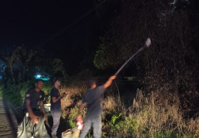 Damkar Seruyan Evakuasi Sarang Tawon di Permukiman Warga