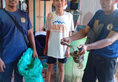 Damkar Seruyan Evakuasi Ular Sawa di Rumah Warga Kuala Pembuang II