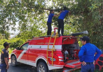 Butuh Waktu 2 Jam, Damkar Seruyan Berhasil Pangkas Pohon di Jalan Ais Nasution